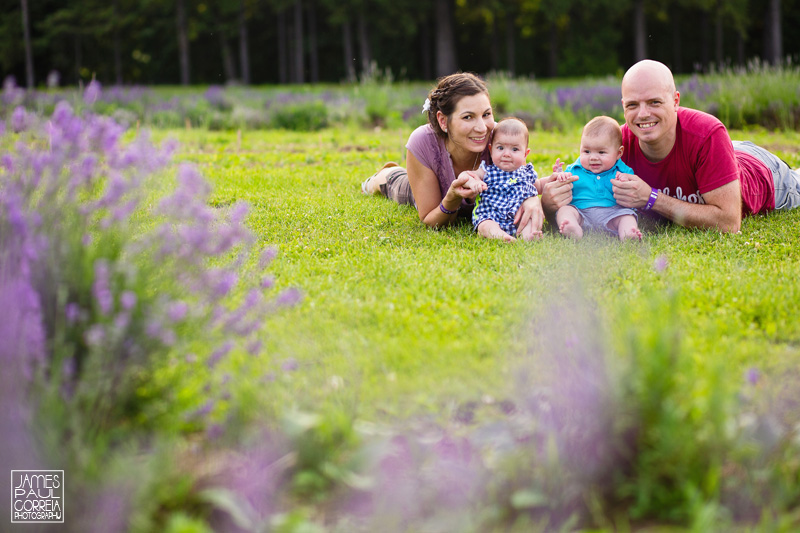 Lavender baby photographer