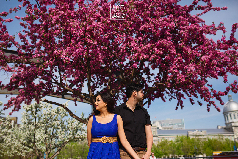 cherry blossoms engagement photography